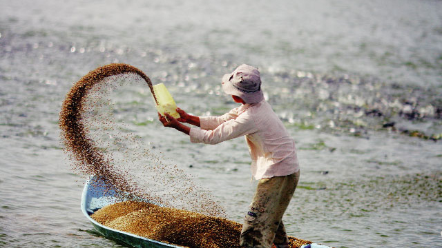 thủ tục nhập khẩu thức ăn chăn nuôi cho hải sản