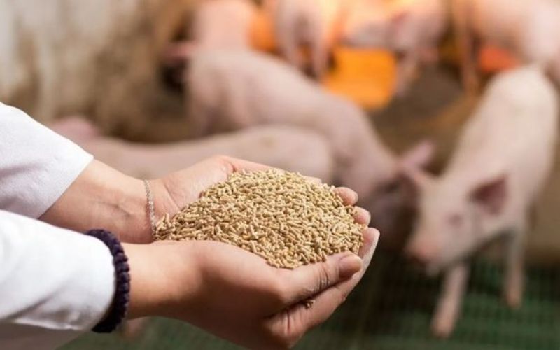 Điều kiện để được nhập khẩu thức ăn chăn nuôi