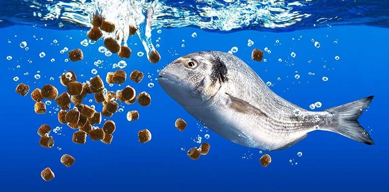 Thủ tục nhập khẩu thức ăn chăn nuôi cho hải sản