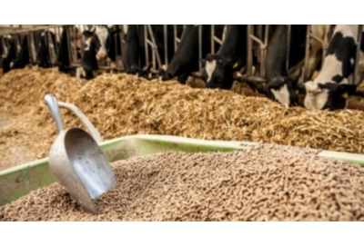 Thủ tục nhập khẩu thức ăn chăn nuôi gia súc gia cầm