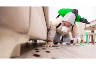 Thủ tục xin giấy phép lưu hành chế phẩm diệt côn trùng: Hướng dẫn chi tiết từ A đến Z